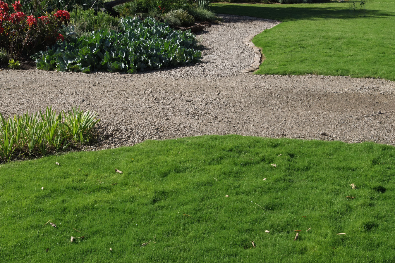 Drought-tolerant turf in Alton, TX